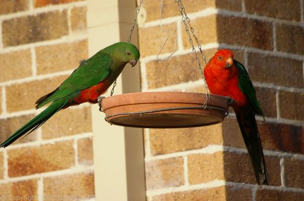 King Parrot | Alisterus scapularis photo