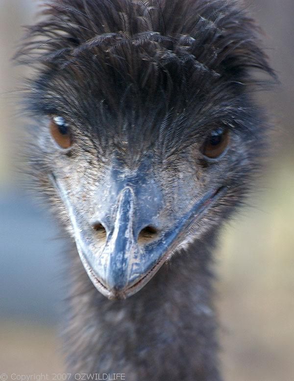 Emu | Dromaius novaehollandiae photo