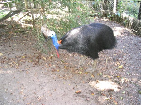 Cassowary | Casuarius casuarius photo