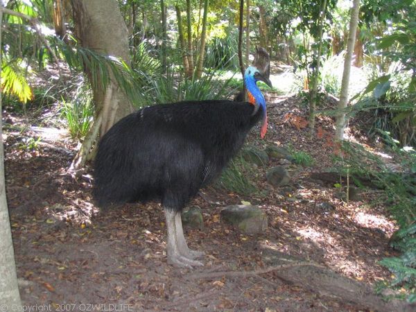 Cassowary | Casuarius casuarius photo