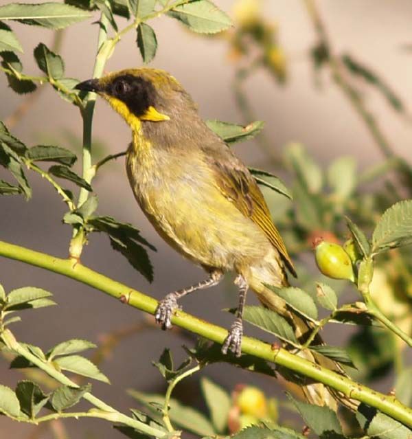 Purple-gaped Honeyeater | Lichenostomus cratitius photo