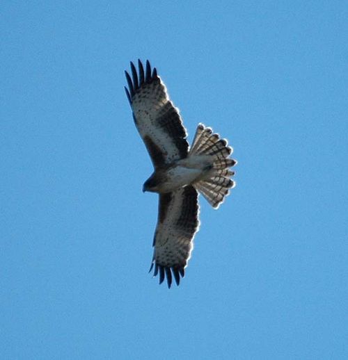 Little Eagle | Hieraaetus morphnoides photo