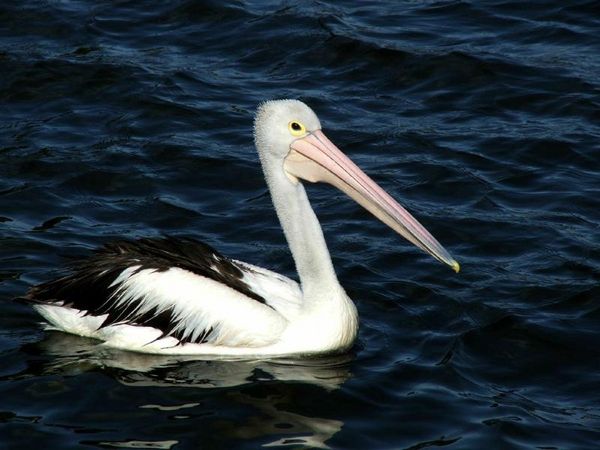 Australian Pelican | Pelecanus conspicillatus photo