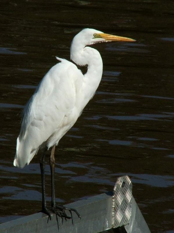 Great Egret | Ardea alba photo