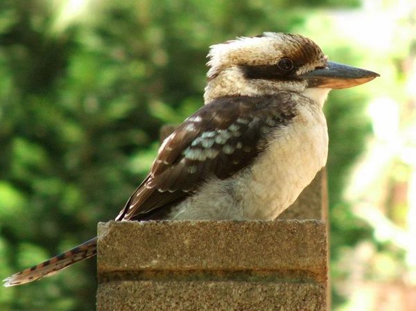 Laughing Kookaburra | Dacelo novaeguineae photo