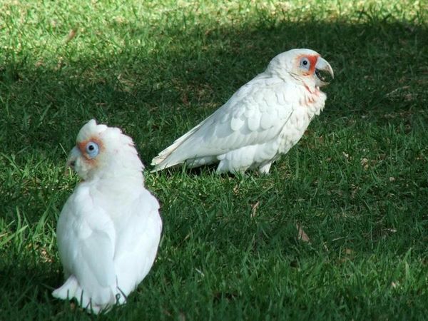 Little Corella | Cacatua sanguinea photo