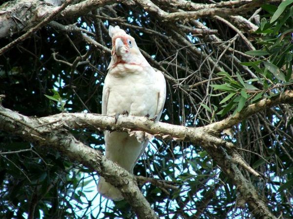 Little Corella | Cacatua sanguinea photo