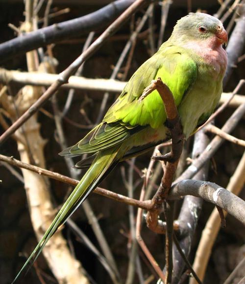 Princess Parrot | Polytelis alexandrae photo