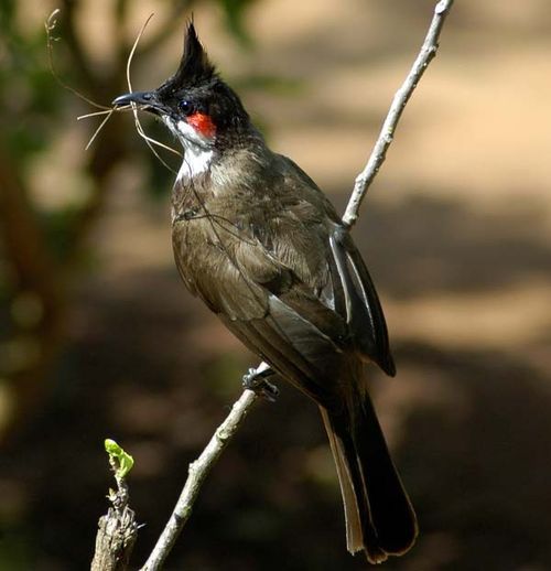 Red-whiskered Bulbul | Pycnonotus jocosus photo