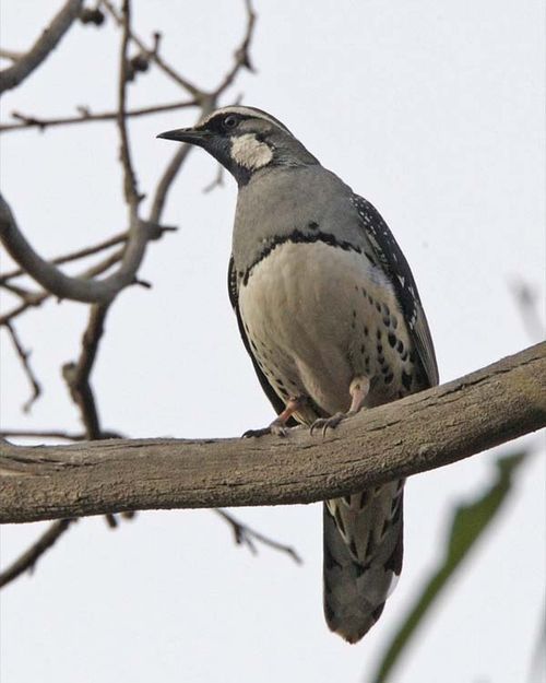 Spotted Quail-thrush | Cinclosoma punctatum photo