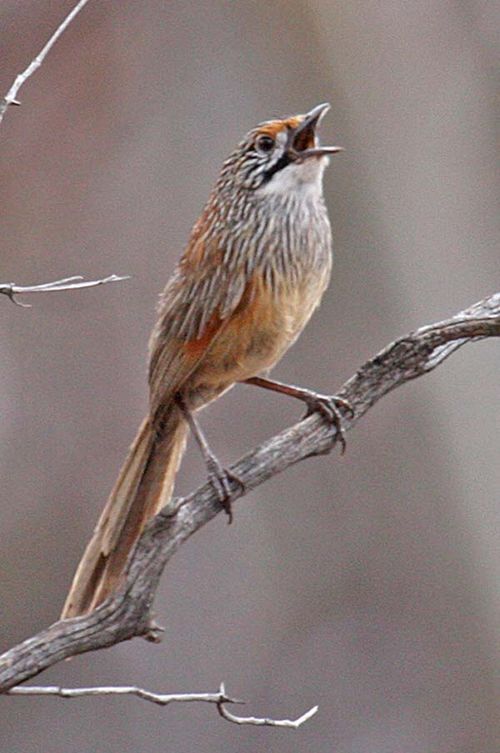 Striated Grasswren | Amytornis striatus photo