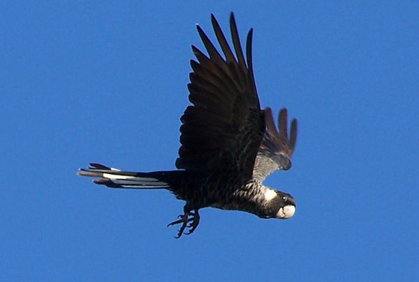 Short-billed Black Cockatoo | Calyptorhynchus latirostris photo