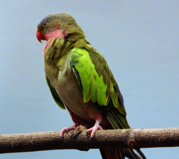 Princess Parrot | Polytelis alexandrae photo