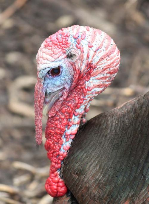Wild Turkey | Meleagris gallopavo photo