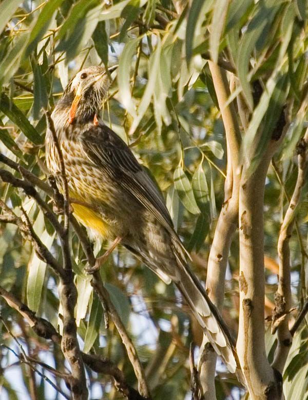 Yellow Wattlebird | Anthochaera paradoxa photo