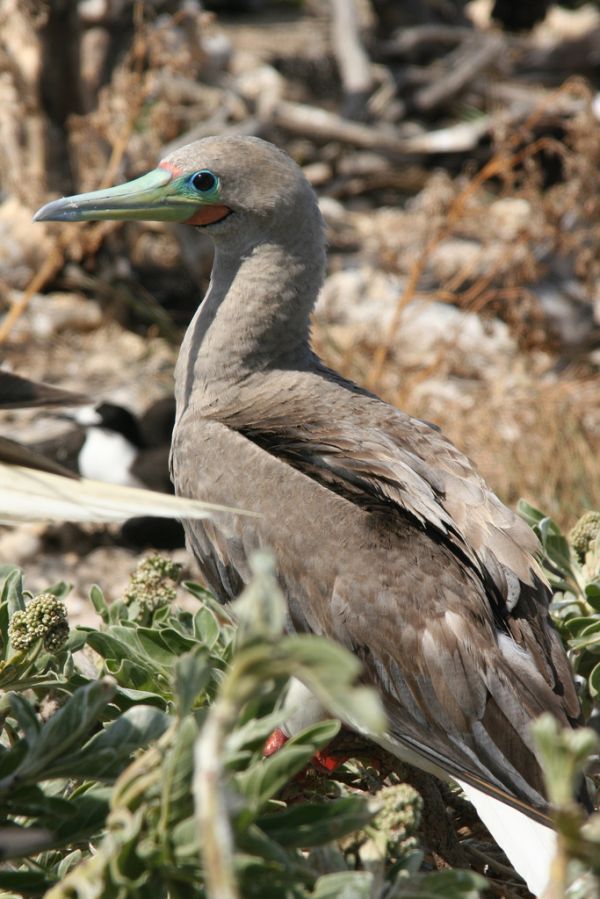 Red-footed Booby | Sula sula photo