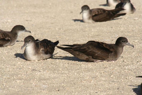 Wedge-tailed Shearwater | Puffinus pacificus Wedge-tailed Shearwater | Puffinus pacificus photo