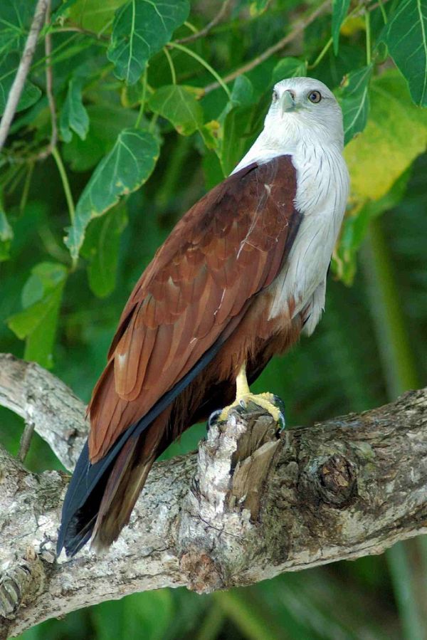 Brahminy Kite | Haliastur indus photo
