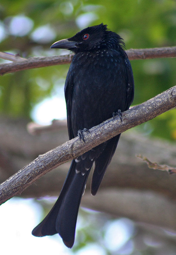 Spangled Drongo | Dicrurus bracteatus photo