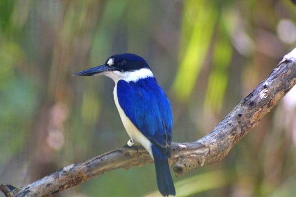 Forest Kingfisher | Todiramphus macleayii photo