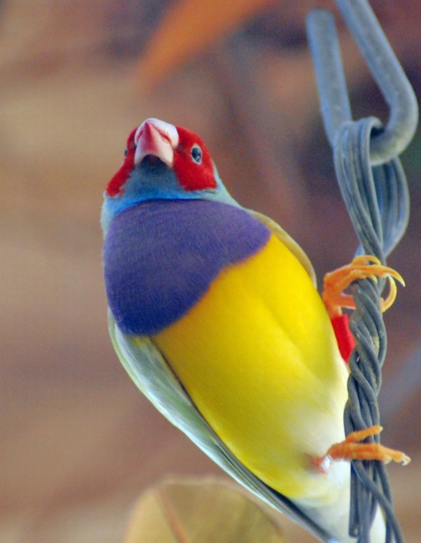 Gouldian Finch | Erythrura gouldiae photo