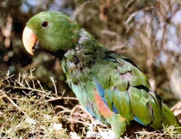 Eclectus Parrot | Eclectus roratus photo