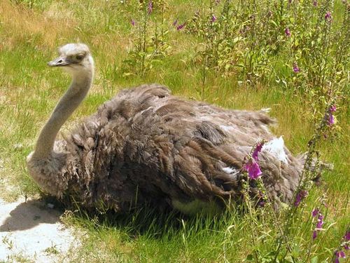 Ostrich | Struthio camelus photo