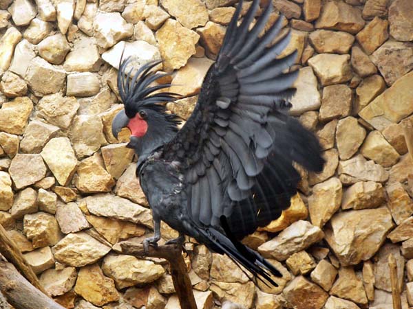 Palm Cockatoo | Probosciger aterrimus photo