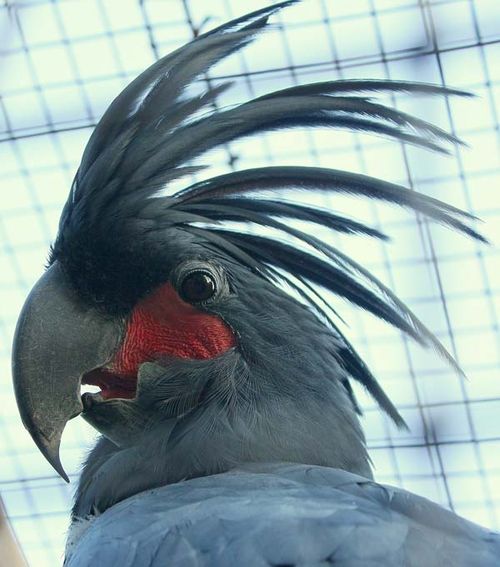 Palm Cockatoo | Probosciger aterrimus photo