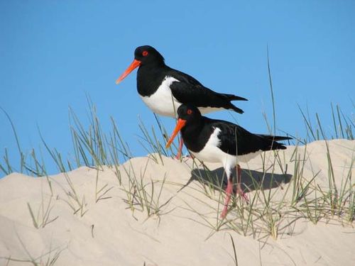 Pied Oystercatcher | Haematopus longirostris photo