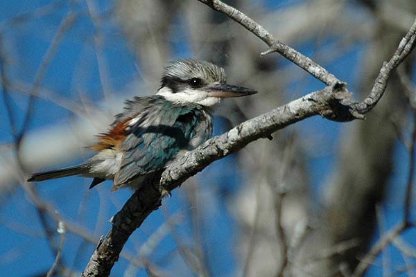 Red-backed Kingfisher | Todiramphus pyrrhopygia photo