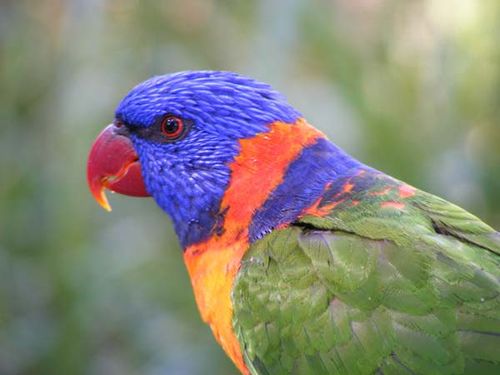 Red-collared Lorikeet | Trichoglossus rubritorquis photo