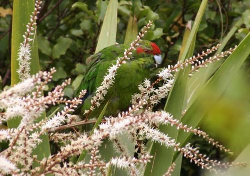 Red-crowned Parakeet | Cyanoramphus novaezelandiae photo