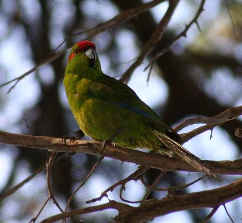 Red-crowned Parakeet | Cyanoramphus novaezelandiae photo