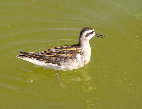 Red-necked Phalarope | Phalaropus lobatus photo