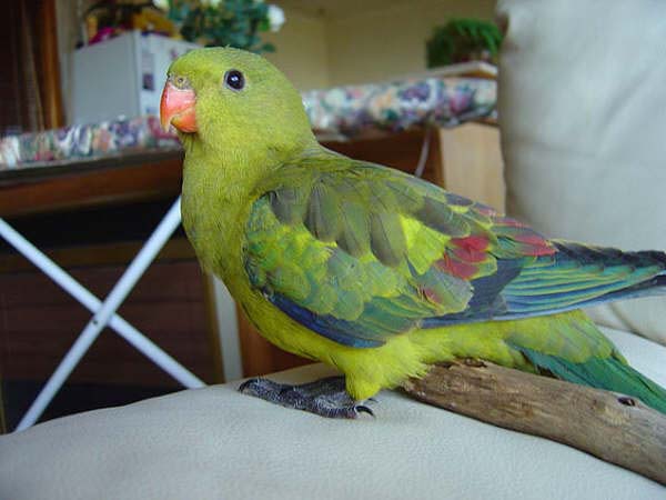 Regent Parrot | Polytelis anthopeplus photo