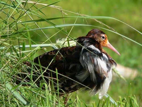 Ruff | Philomachus pugnax photo