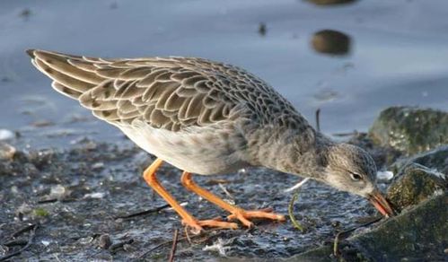 Ruff | Philomachus pugnax photo