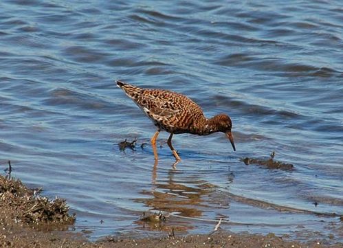 Ruff | Philomachus pugnax photo