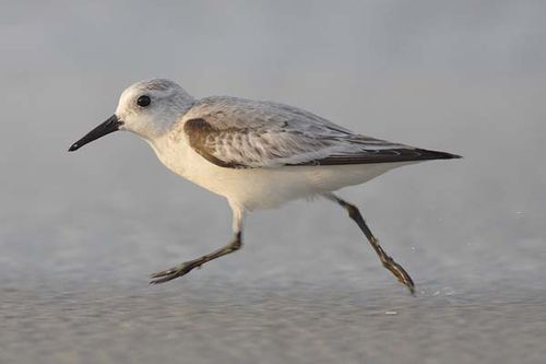 Sanderling | Calidris alba photo