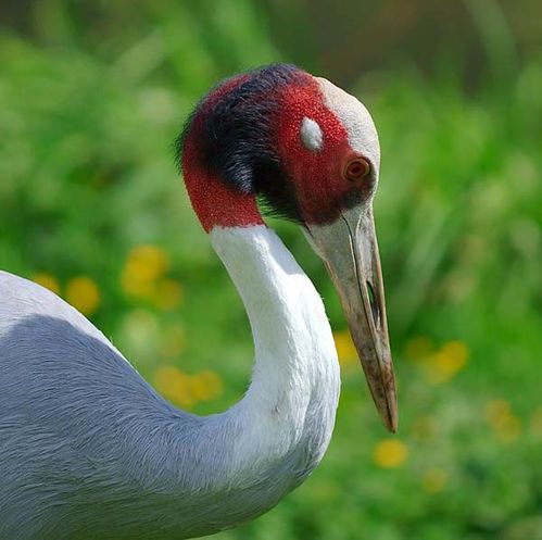 Sarus Crane | Grus antigone photo