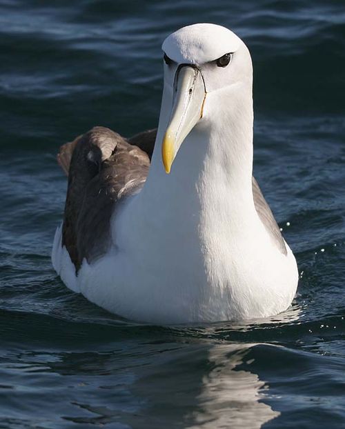 Shy Albatross | Thalassarche cauta photo