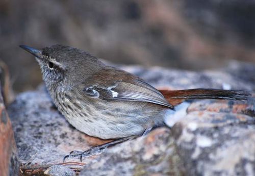 Shy Heathwren | Calamanthus cautus photo