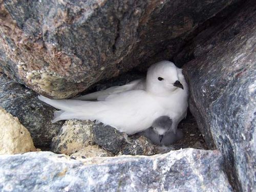 Snow Petrel | Pagodroma nivea photo