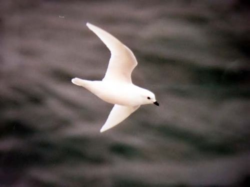 Snow Petrel | Pagodroma nivea photo