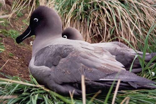 Sooty Albatross | Phoebetria fusca photo