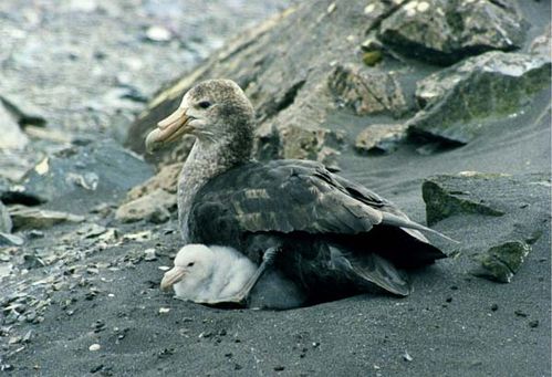 Southern Giant-Petrel | Macronectes giganteus photo