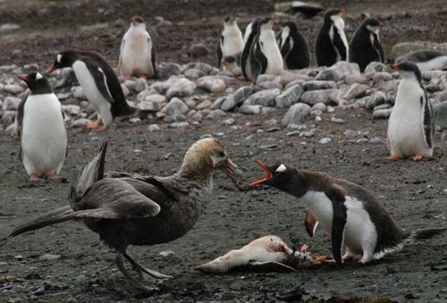 Southern Giant-Petrel | Macronectes giganteus photo