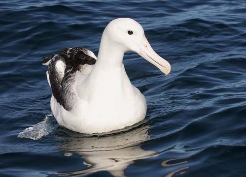 Royal Albatross | Diomedea epomophora photo