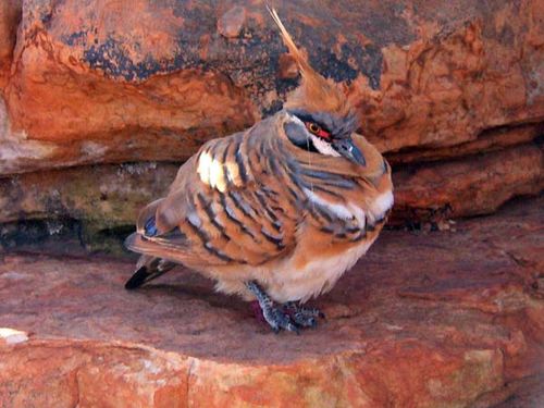 Spinifex Pigeon | Geophaps plumifera photo